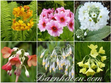 I cannot mention them all; nor even half that I would like to mention. I can suggest only that you get a catalogue from a nursery specialising in primulas. 
barnhaven.com/asiatic-primul…