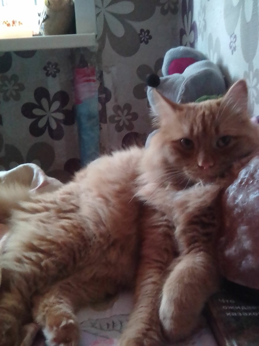 Michael84646160's tweet photo. @Thor_tabby Hello Thor,my name is Uriel. https://t.co/6c9OdDChaQ