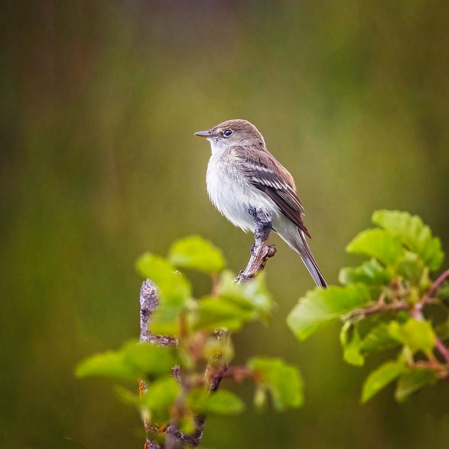 joancarroll's tweet photo. Flycatcher! https://t.co/2Q7aLs3reJ #bird #flycatcher #wildlife #alaska #pottermarsh #textures @joancarroll https://t.co/9DTWj1an8C