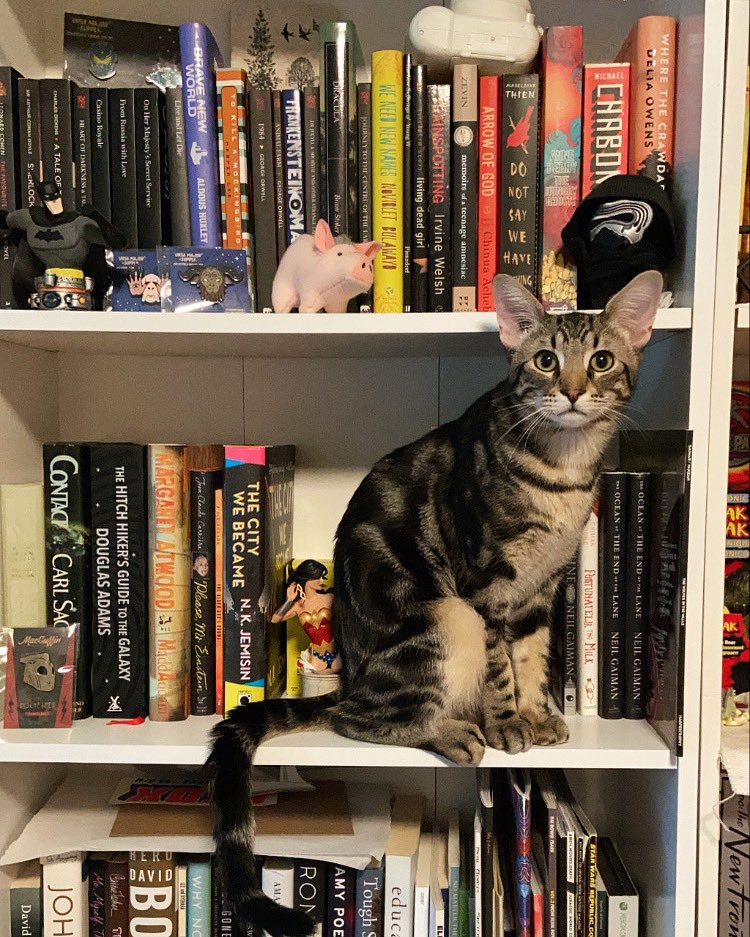 Ziggy the librarian, here to cause chaos but also find you books 📚