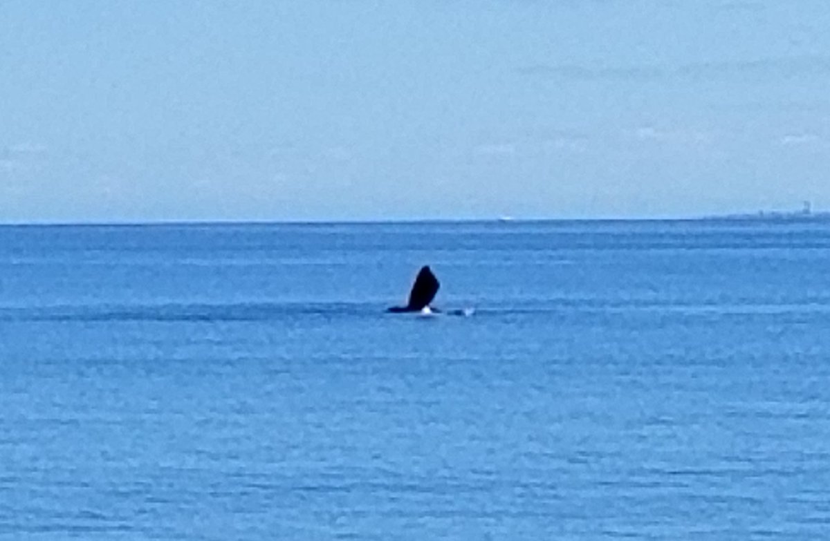 Juan Negro tweet media