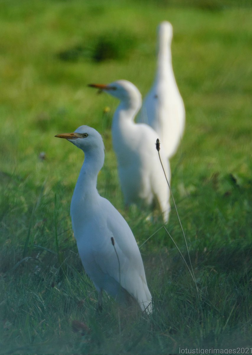 tiger8lotus's tweet photo. Best ever views of Cattle Egret at Chew meadows today π
fascinating shy birds #fieldskill by LG Thank you π https://t.co/CrtXMTI9bh