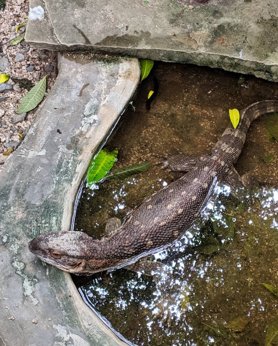 Wonders of Watamu (@wondersofwatamu) on Twitter photo Always lots to see and something to learn when you visit <a href="/BioKenSnakeFarm/">Bio-Ken Snake Farm</a>
ππ’π¦
#VisitWatamu #Watamu #Kenya #KenyaCoast Always lots to see and something to learn when you visit <a href="/BioKenSnakeFarm/">Bio-Ken Snake Farm</a>
ππ’π¦
#VisitWatamu #Watamu #Kenya #KenyaCoast