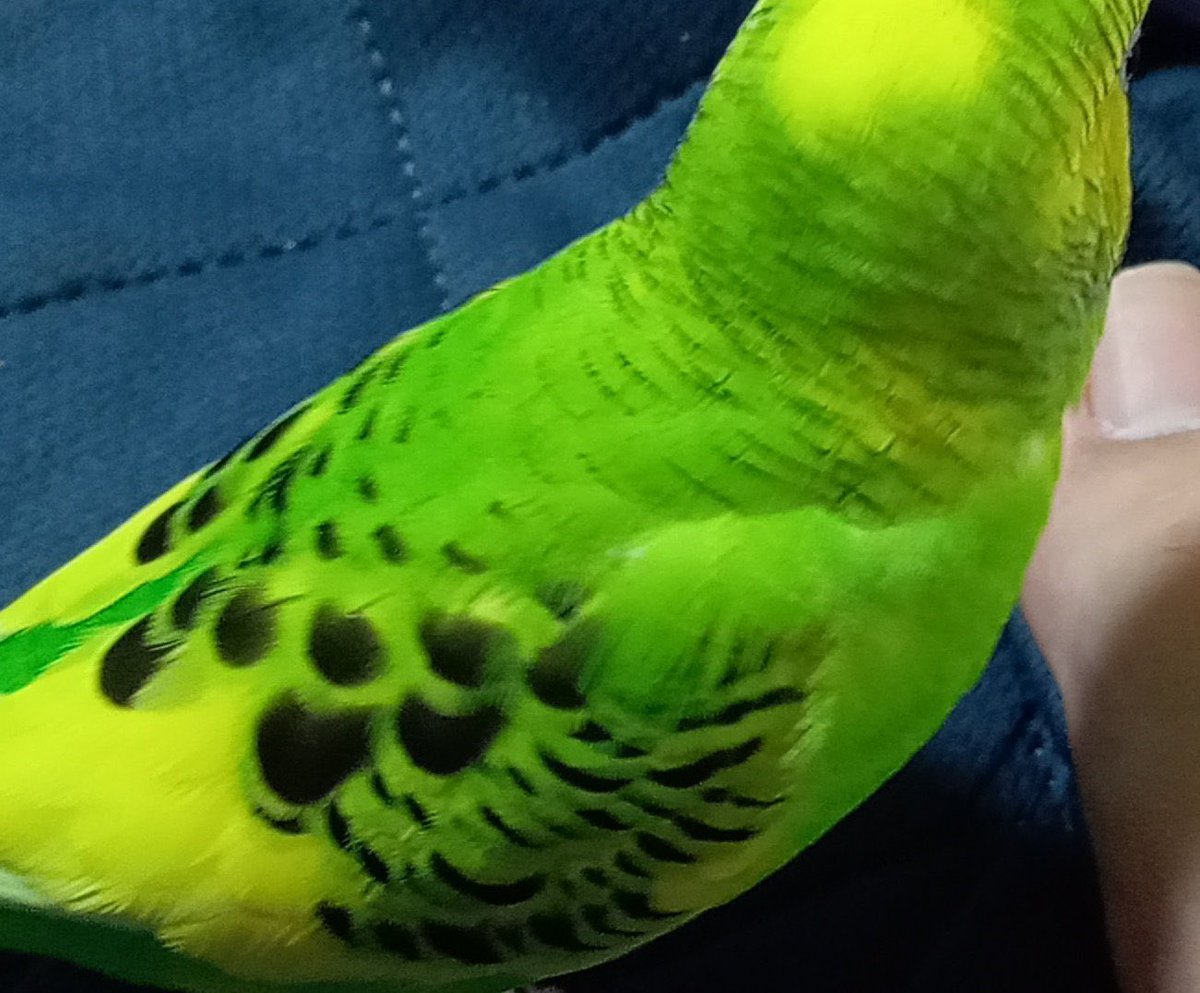 keeee_827's tweet photo. セキセイインコの【きーちゃん】を探して1ヶ月が経ちます
目撃、又は保護されている方はご連絡ください…、。
保護された方は謝礼金三万円をご用意しております。
#インコ保護
#セキセイインコ保護
#インコ
#保護鳥 
#保護しました
#千葉県
#館山市
#インコ探しています https://t.co/Xrf2N0KRLK