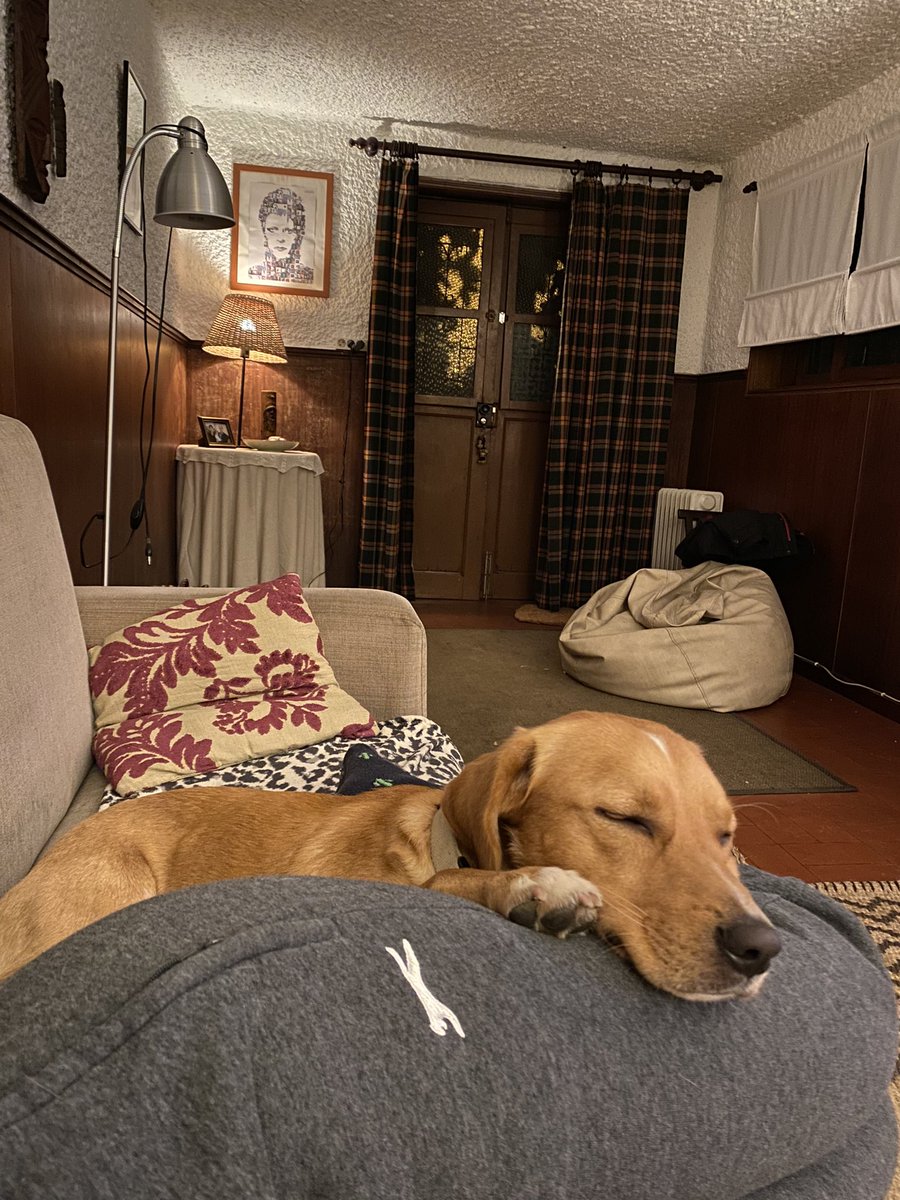 vieiraa25's tweet photo. ⚠️ Olá! O meu cão fugiu por volta das 14:00 perto da clínica Montenegro/ jardim das pedras. Peço pff toda a ajuda do mundo, ele chama se Diesel e é tudo para mim mesmo! Estou completamente sem chão.
Toda a ajuda é bem vinda, caso o encontrem contactem me urgentemente! Obrigada https://t.co/oZzfTg5cqa