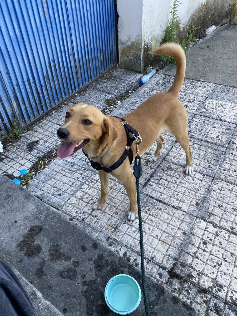 vieiraa25's tweet photo. ⚠️ Olá! O meu cão fugiu por volta das 14:00 perto da clínica Montenegro/ jardim das pedras. Peço pff toda a ajuda do mundo, ele chama se Diesel e é tudo para mim mesmo! Estou completamente sem chão.
Toda a ajuda é bem vinda, caso o encontrem contactem me urgentemente! Obrigada https://t.co/oZzfTg5cqa