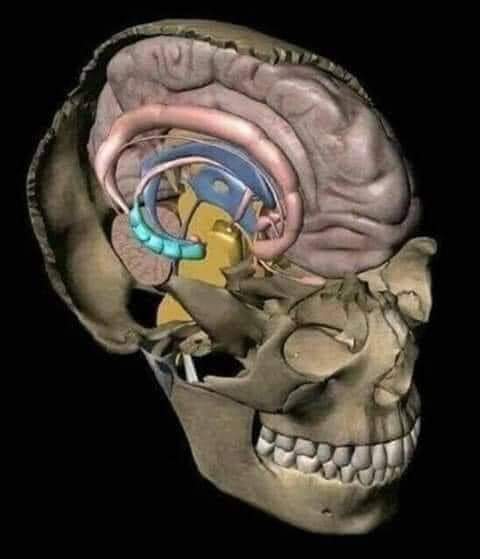 ZKl3r's tweet photo. اللون الازرق في الصورة هي المنطقة التي تحتوي على ذاكرة الانسان حيث تبلغ مساحتها حوالي ١٠٠٠ تيرابايت أي حوالي مليون جيجا بايت وهي ما تعادل مساحة ٣ مليون ساعة فيديو والتي تستغرق لمشاهدتها حوالي ٣٠٠ سنة مستمرة ..
(هذا خلق الله) https://t.co/D8GRPamFDD