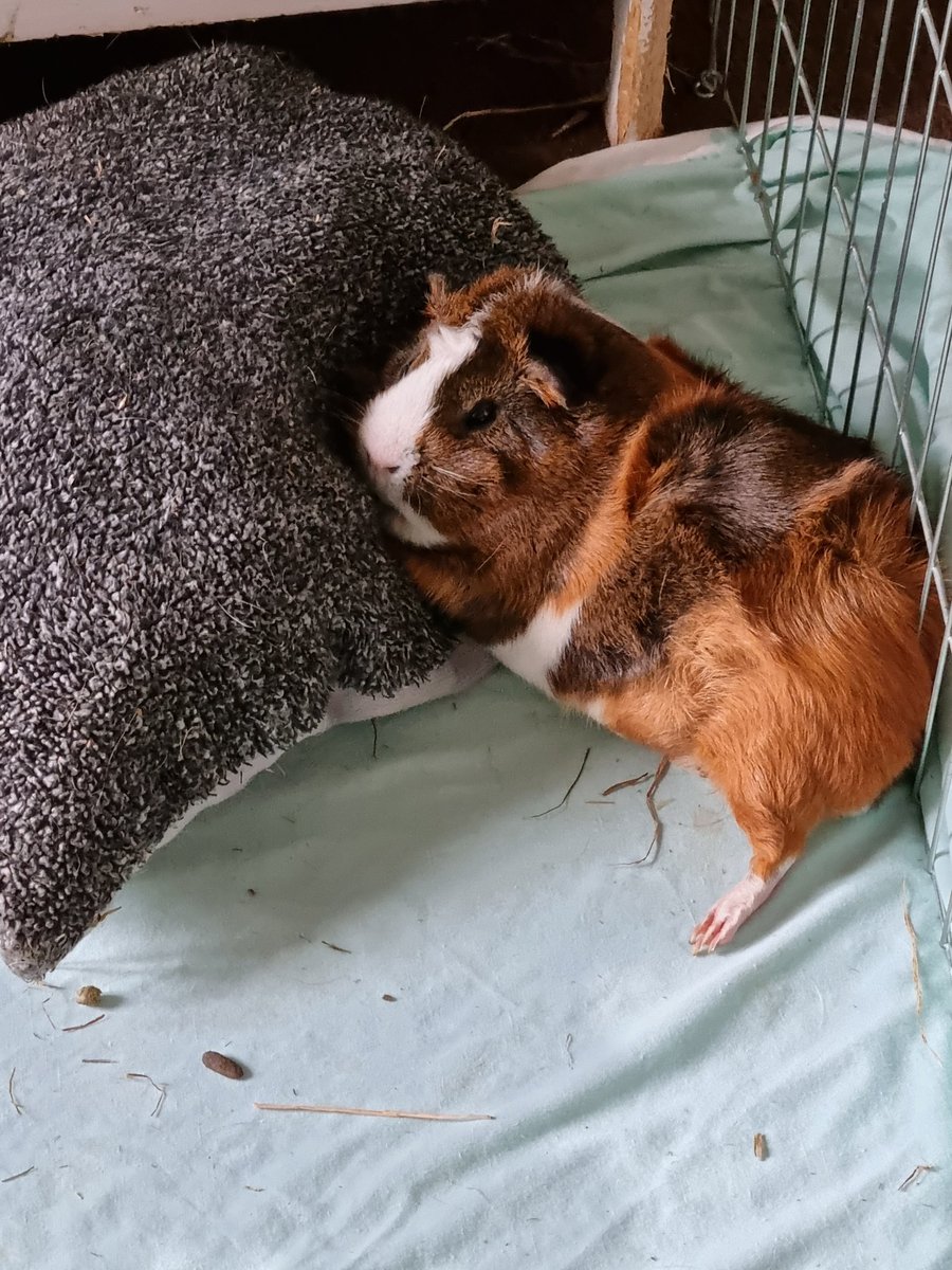 danielsk300's tweet photo. How Sundays should be ๐ด๐ด#guineapig #thinkingoffood https://t.co/BifA9cEQXt