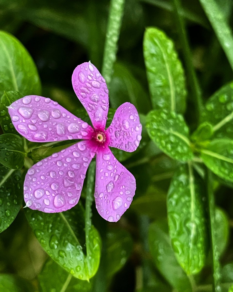 moksh's tweet photo. Soaked in the rain. 

#shortcut2moksh #cameraeyes #shotoniphone #vsco #flowers https://t.co/zEL6Emtjlw