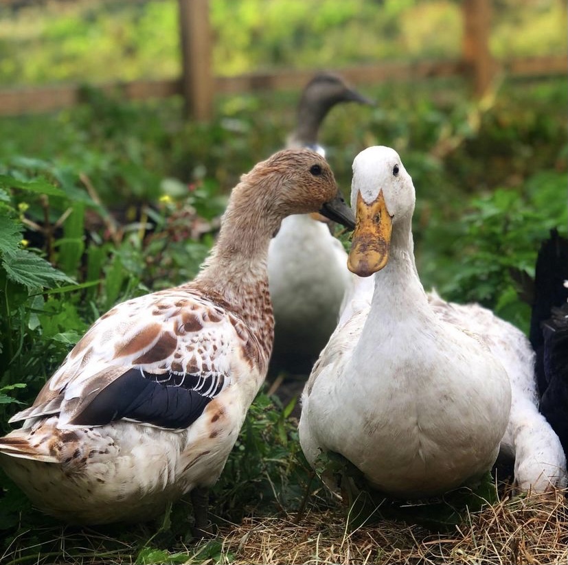 consumerbranduk's tweet photo. Why buy local? It supports your community, reduces your carbon footprint, and will taste extra delicious! What food do you buy local to you?

Awesome shot from IG/togfarm https://t.co/CuhlrS7dEn