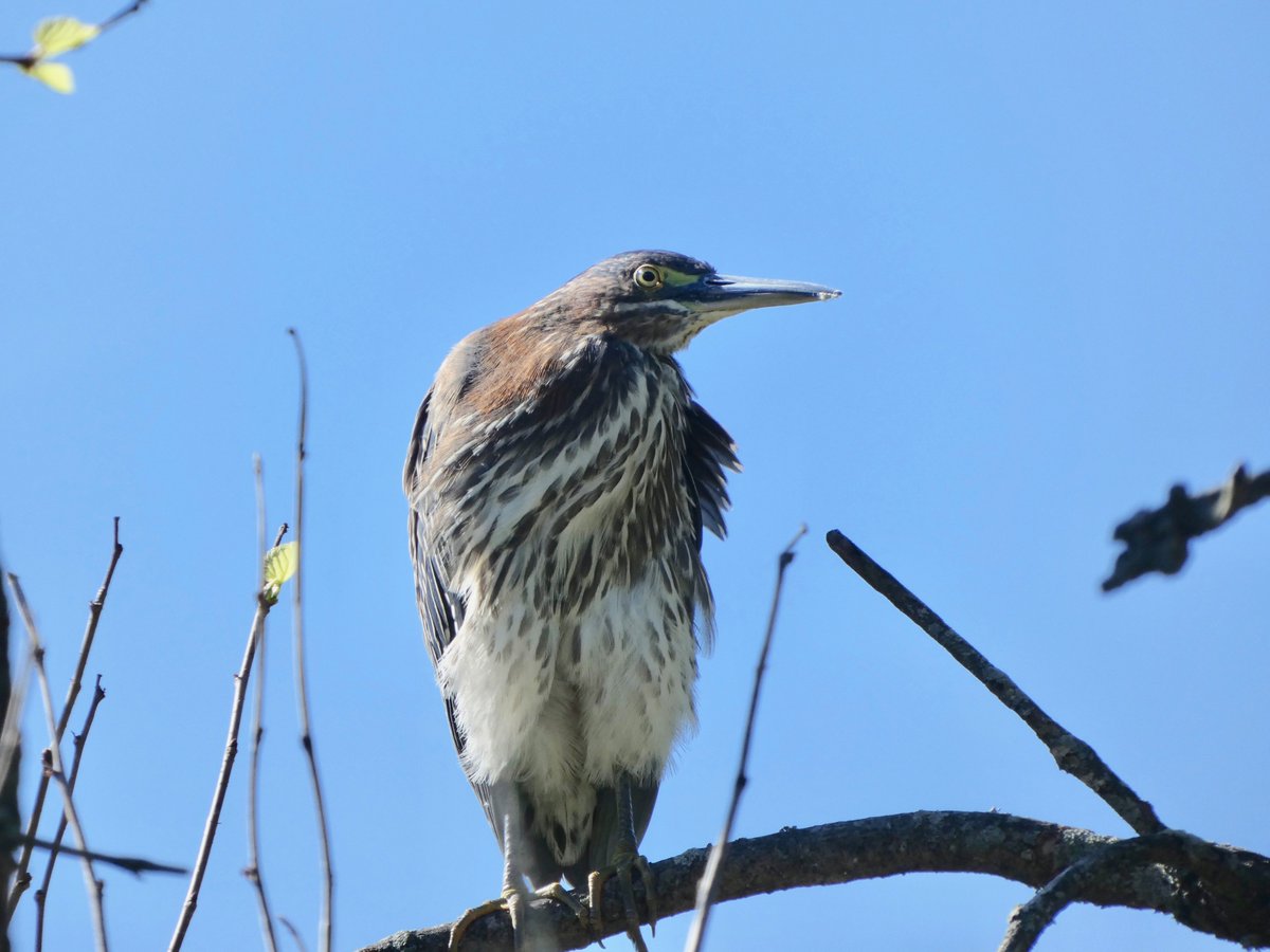 il218Rina's tweet photo. Immature Green Heron at Pelham Bay Park on a gorgeous fall Saturday
#birdcpp #BronxBird
#PelhamBayPark
#Herons https://t.co/otf86C1HCK