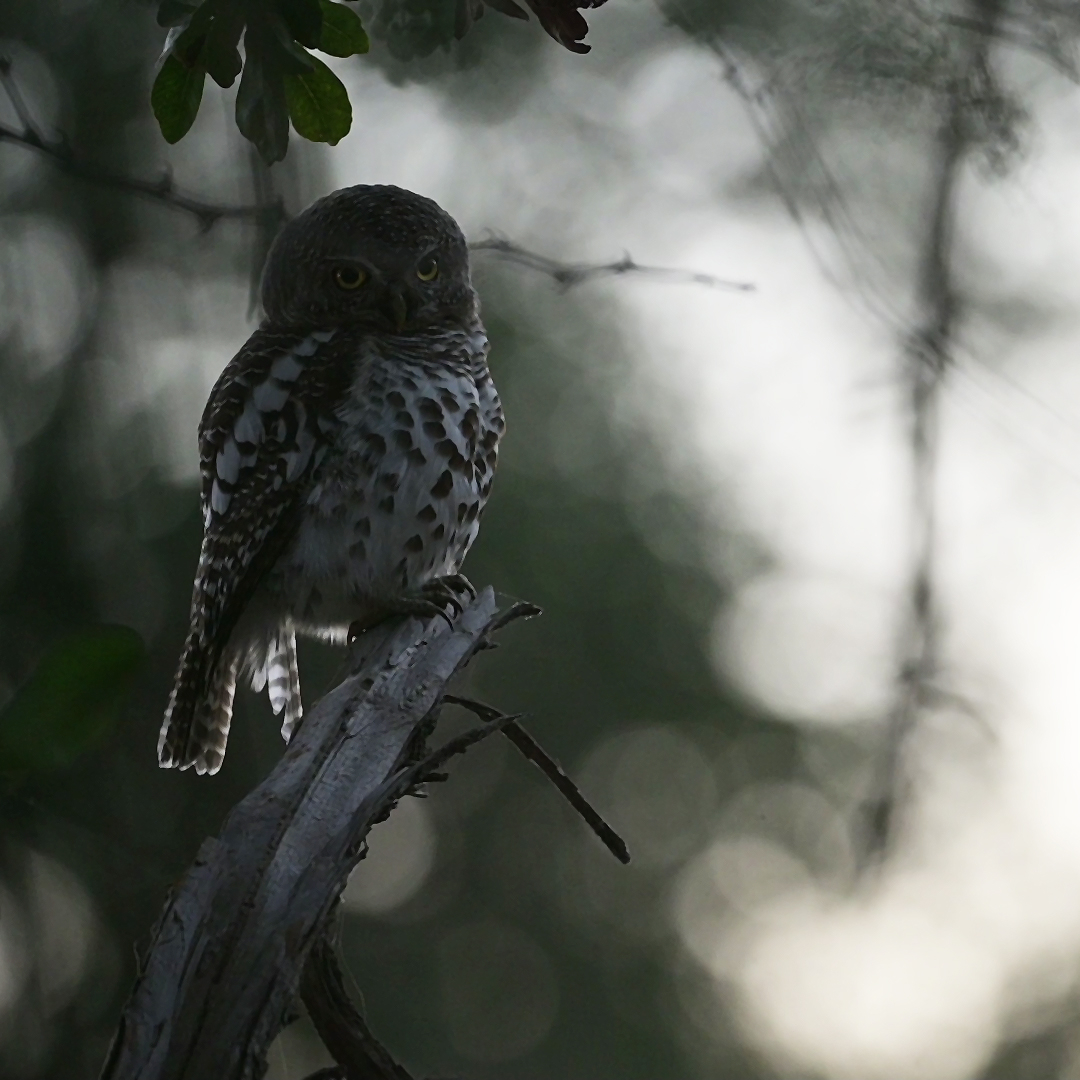 EcoTraining's tweet photo. #SundayBirdChallenge. The #owl is surrounded by #myth and #mystery How much do you know about owls? 
Can you tell us what this beautiful #owl is called? 
Photo credit: @christoffels_za

Drop us a comment below 👇 and let us know.

#EcoTraining #EcoTrainingStudent #EcoTrainingCa https://t.co/4nKVDlTKqE