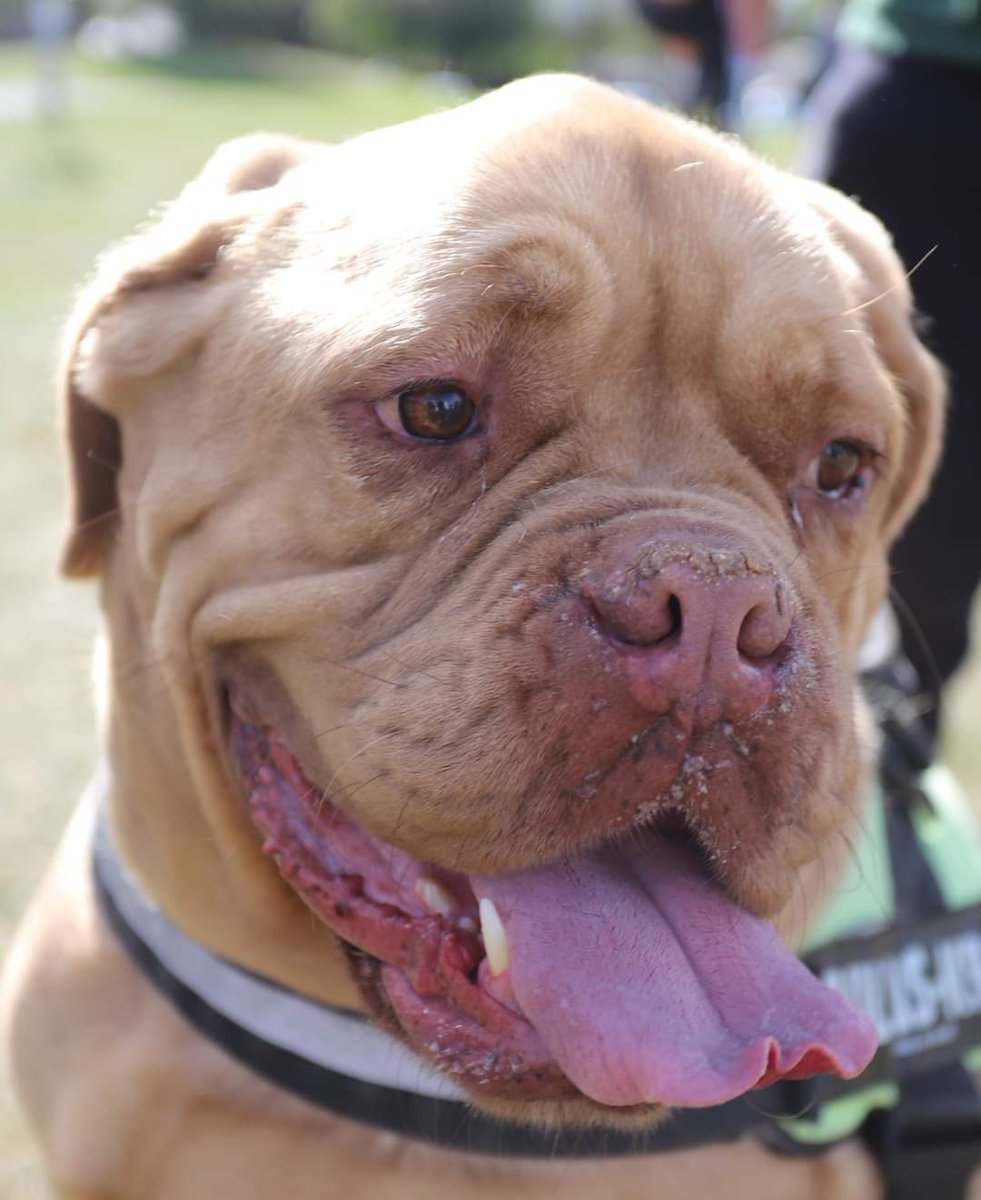 huddaz712's tweet photo. My baby Honey
Thanks to #dogsfirst for the photos πΈ
#doguedebordeaux #Frenchmastiff #dogsoftwitter
#furbaby #AdoptDontShop #gingerprincess https://t.co/6BtgtYL0iQ
