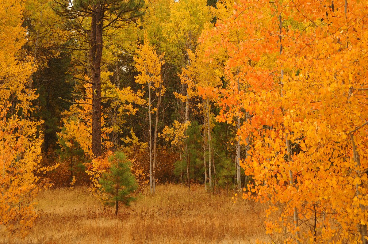 Forest Service NW tweet media