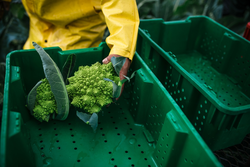 Today is the last day of the season for 124st Sunday Market. Make sure you come down to say hi because we'll miss you as much as you'll miss going to pick up delicious veggies at the market this winter.