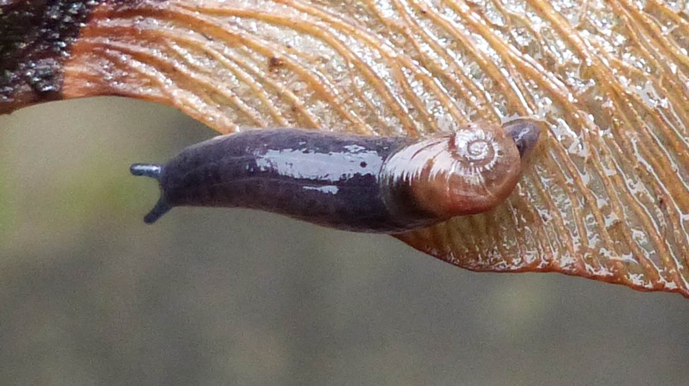 Yet another #carnivorous semi-#slug found in #Belgium: Daudebardia rufa (Draparnaud, 1805) (Gastropoda: Oxychilidae)! New publication in BJZ! Image Johann Delcourt ©