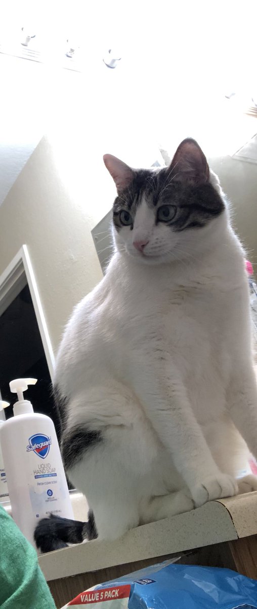 a_cheebobay's tweet photo. a Sheldon junior
😃😍
a call it Sky 💋
#SheldonMeowricio
#heisnotthefather
#CatsOfTwitter
❤️❤️❤️ https://t.co/JqfWKVXBfq