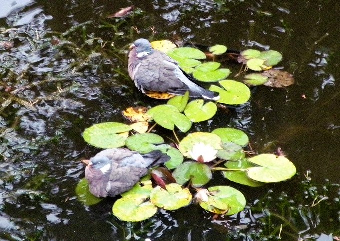 a_london_pigeon's tweet photo. 📷  sally garland @florestaqueen
Woodpigeons nodding off on lily pad 
#Torquay #Devon
#repost #August2016 https://t.co/DbDd75o2cm