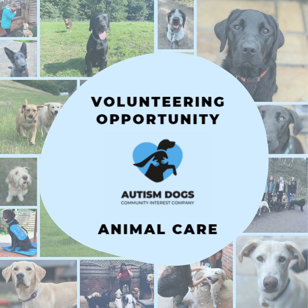 Autism Dogs Charity tweet media
