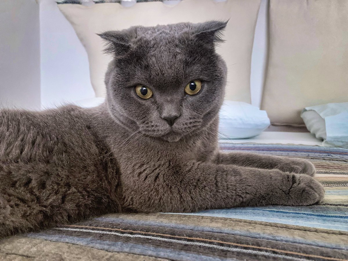 OssesSonya's tweet photo. Secsitudine e gattiveria - Lesson nº1
#LoZar 💜🐾 https://t.co/1eYZhl3b7u