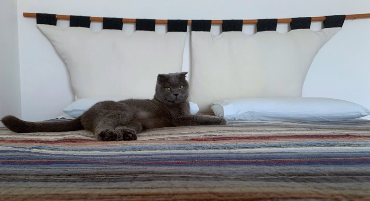 OssesSonya's tweet photo. Secsitudine e gattiveria - Lesson nº1
#LoZar 💜🐾 https://t.co/1eYZhl3b7u