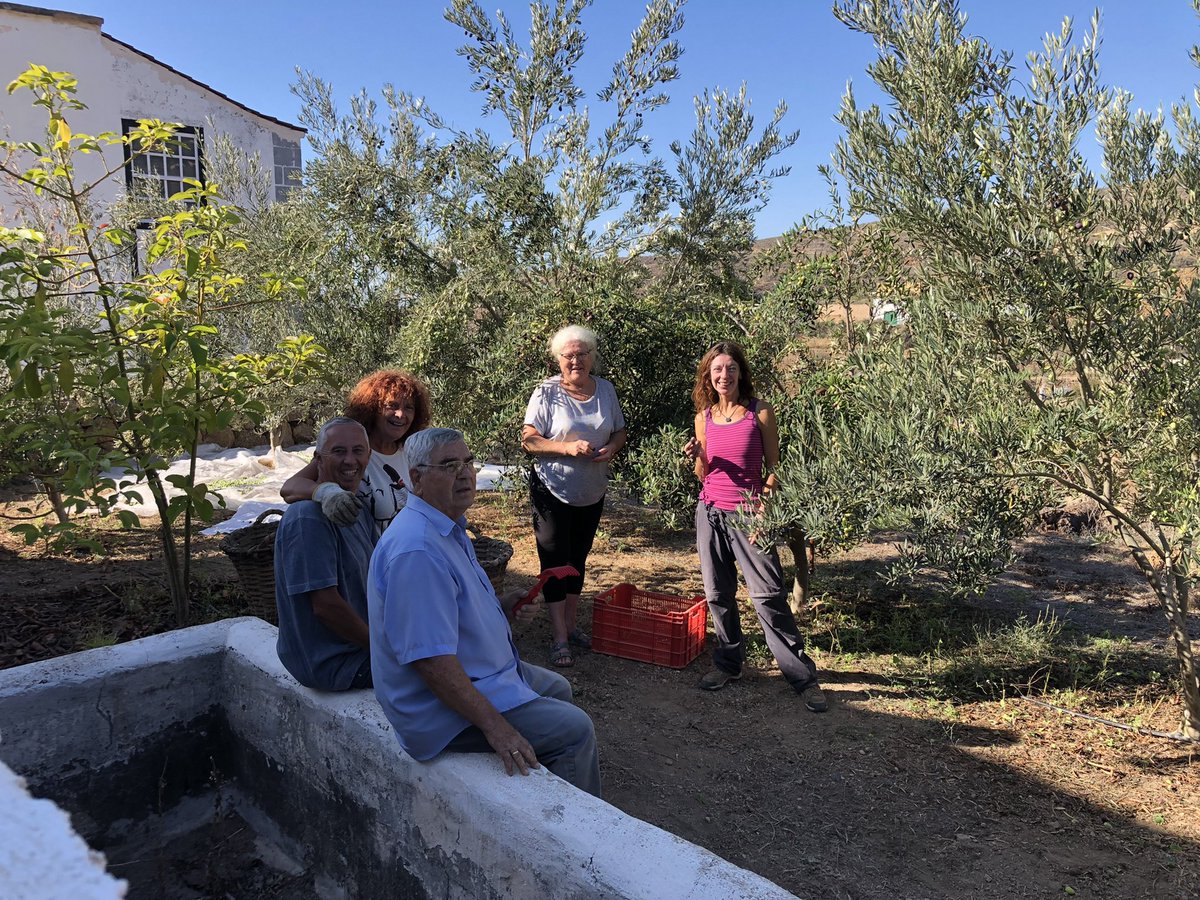CaseriodeIcor's tweet photo. Ayer, los vecinos del #caseriodeicor hicimos la recolecta de aceitunas de los olivos que plantamos juntos (Asociacion de Vecinos). Fue un día fantástico de compartir trabajo y risas, y muchos kilos de aceitunas 👏☺️Mañana a la Cooperativa #cumbresdeabona en #Arico #tenerife ❤️ https://t.co/QQNSxl7KU0