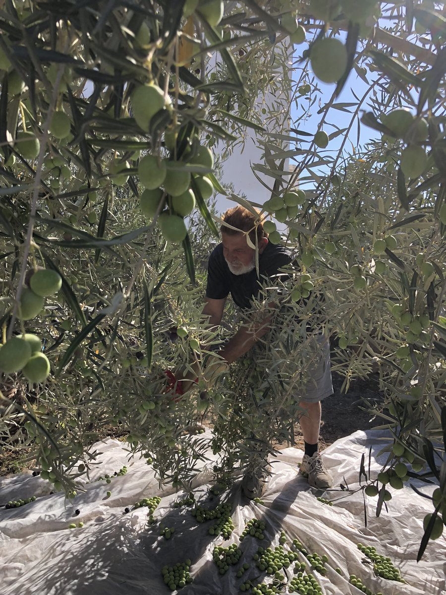 CaseriodeIcor's tweet photo. Ayer, los vecinos del #caseriodeicor hicimos la recolecta de aceitunas de los olivos que plantamos juntos (Asociacion de Vecinos). Fue un día fantástico de compartir trabajo y risas, y muchos kilos de aceitunas 👏☺️Mañana a la Cooperativa #cumbresdeabona en #Arico #tenerife ❤️ https://t.co/QQNSxl7KU0