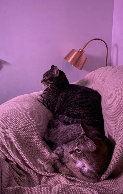 My little nuggets ? https://t.co/hhquE4kpMw