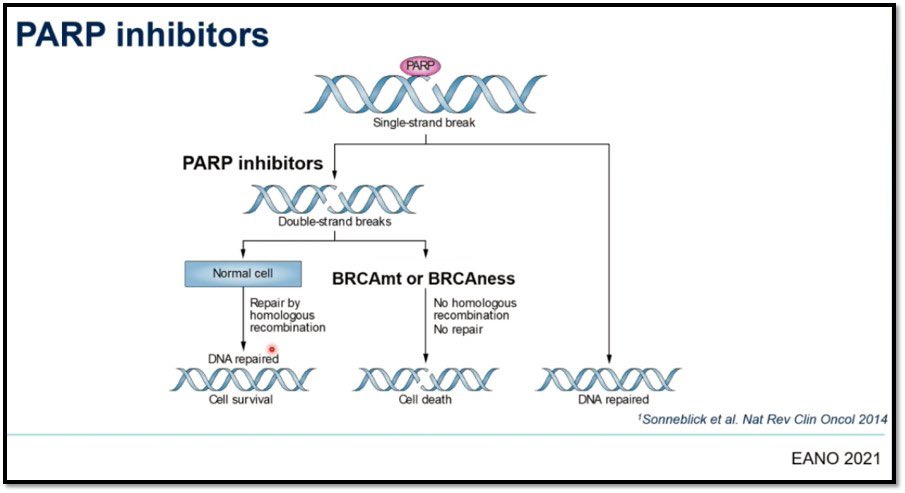 The results from  #OLAGI trial demonstrated  #PARP inhibition with #Olaparib monotherapy alone doesn’t seem sufficient in recurrent IDH mutant high-grade glioma. #PARP inhibitor + #Chemotherapy may be more effective strategy. #EANO2021 <a href="/EANOassociation/">EANO</a> #neurotwitter #braincancer