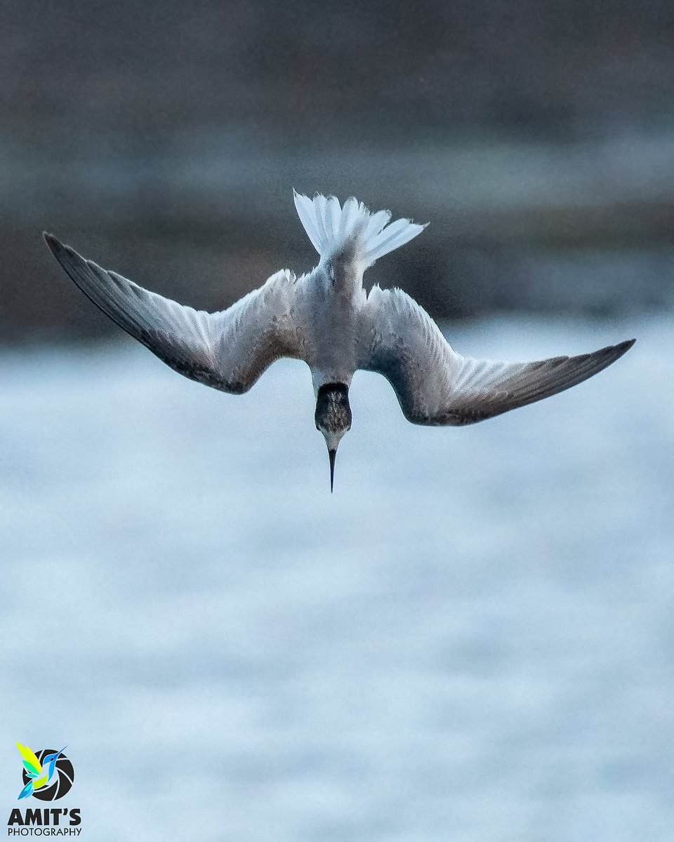 asharma555's tweet photo. Target locked | Little tern
#casablanca
#beauty #birds #PhotoOfTheDay #birdphotography #BirdTwitter #IndiAves #NaturePhotography #BirdsSeenIn2021 #beauty #naturelover #natgeo #nikonasia #avibase #birdsofafeather #birds_lover #bestbirdshots #birdsofmorocco https://t.co/nIyzlmhaoC