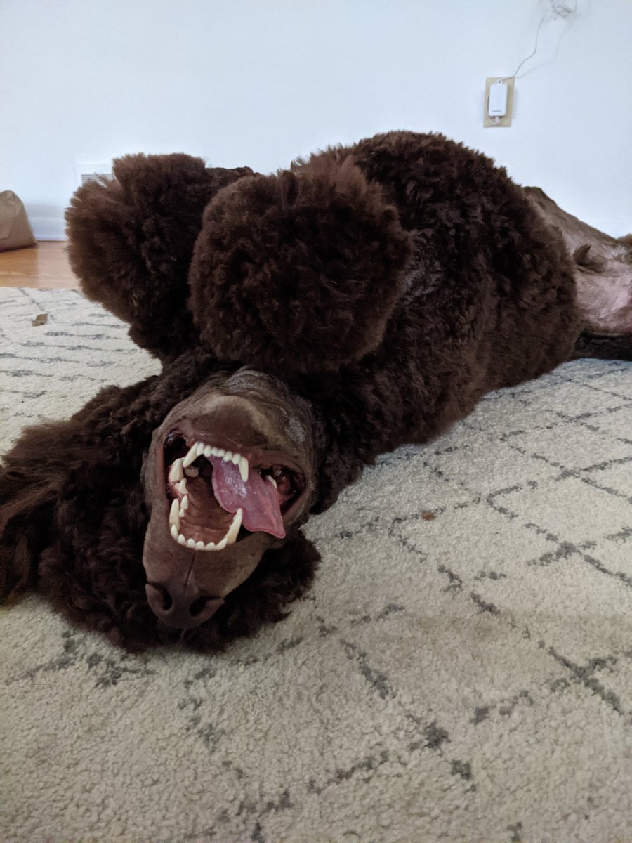 npcatherine's tweet photo. @irluncleiroh so sorry, hope you hang in there ❤️ here's my dog being a clown https://t.co/F4cQibzzHJ