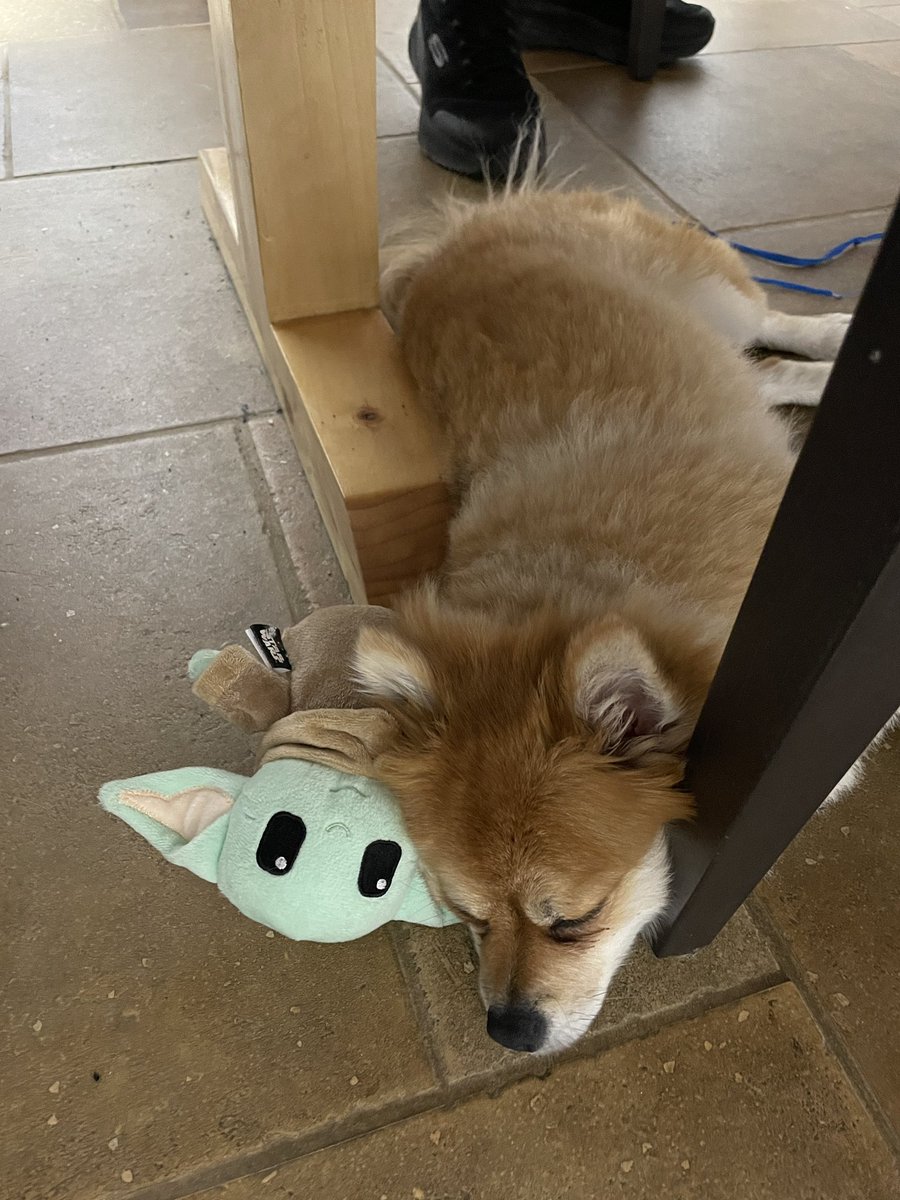 MoxiTheFoxi's tweet photo. She partied too hard with friends last night 😴
#pomeranian #pom #pompom https://t.co/LEiRrnqPTb