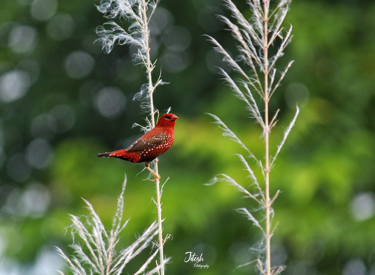 Red Munia or Strawberry Finch🌿🐦🌿
#Bird #birdcaptures #birdphotography #birdsonearth #rawbirds #rawnature #rawcommunity #rawallnature #rawphotography #nature #nature_lovers #naturephotography #natgeowildlife #natgeoyourshot #natgeoindia #uttarakhand #india #Luv4Wilds