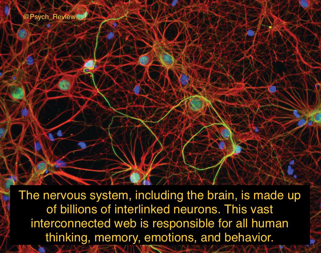 AP Psychology Review (@psych_review) on Twitter photo 