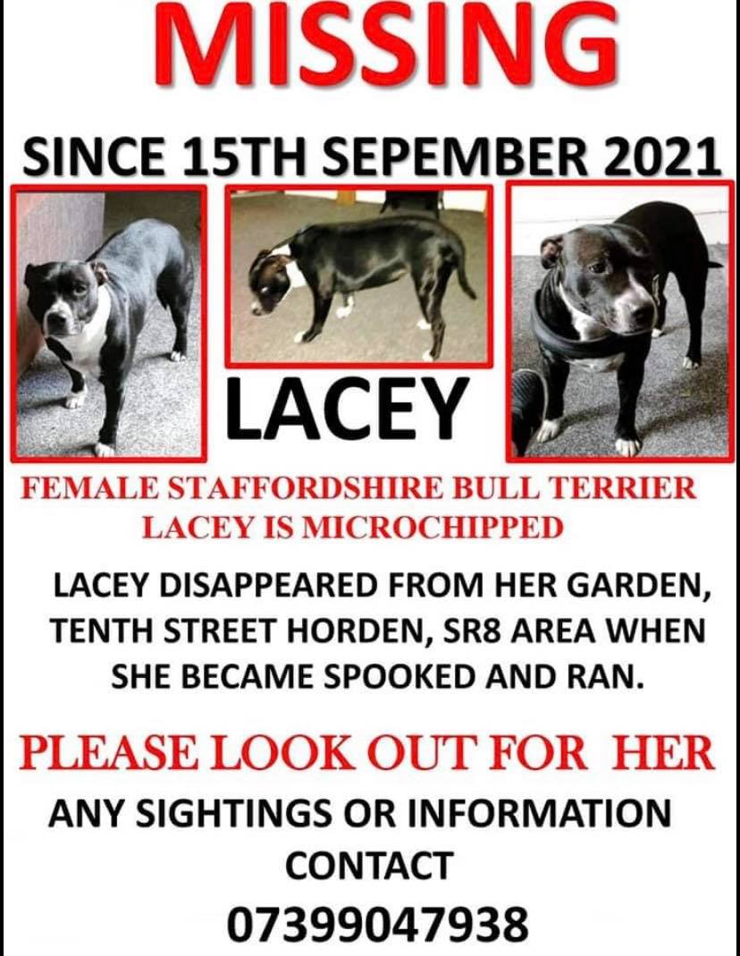 The_Animal_Team's tweet photo. #Female #StaffordshireBullTerrier #Lacey disappeared from her garden in #TenthStreet #Horden #SR8 area, #CountyDurham 15/9/21. Please look out for her in the #Easington #Horden #Peterlee #Blackhall #Crimdon &# Hartlepool areas. Contact number on poster. #MissingDog #dogsoftwitter https://t.co/zdCDHKYG2L