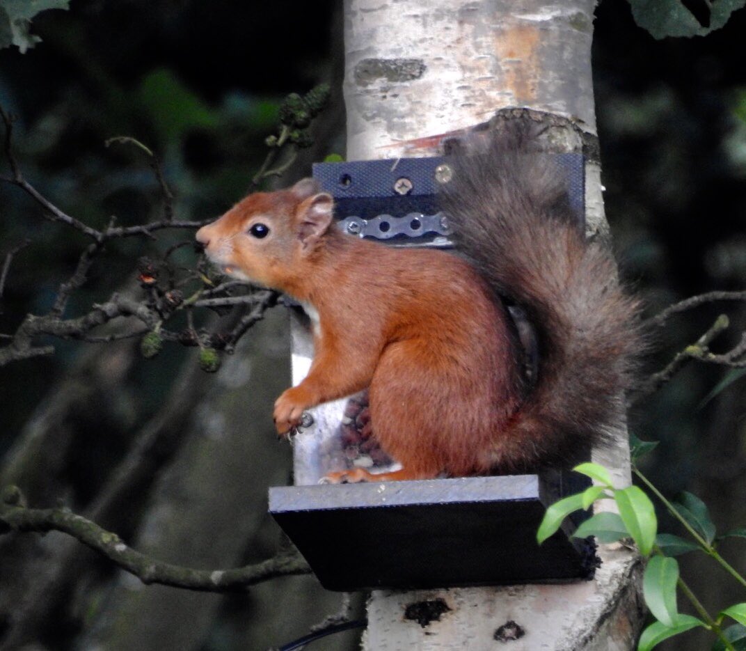 It’s the final day of #RedSquirrelAwarenessWeek and this little fellow was very obliging at the #Hauxley nature reserve today @NorthWildlife @SquirrelAccord @RedSquirrelsNE @brsquirrel @Britnatureguide