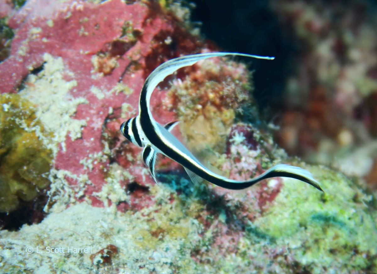 I've never met a #scubadiver that didn't love watching juvenile spotted drums flit nervously about. They're so much fun to see!

Cozumel scuba diving!  ><(((º>  scubaluis.com 

Small groups. Fast boat. VIP service. **Maximum bottom time**

#Cozumel