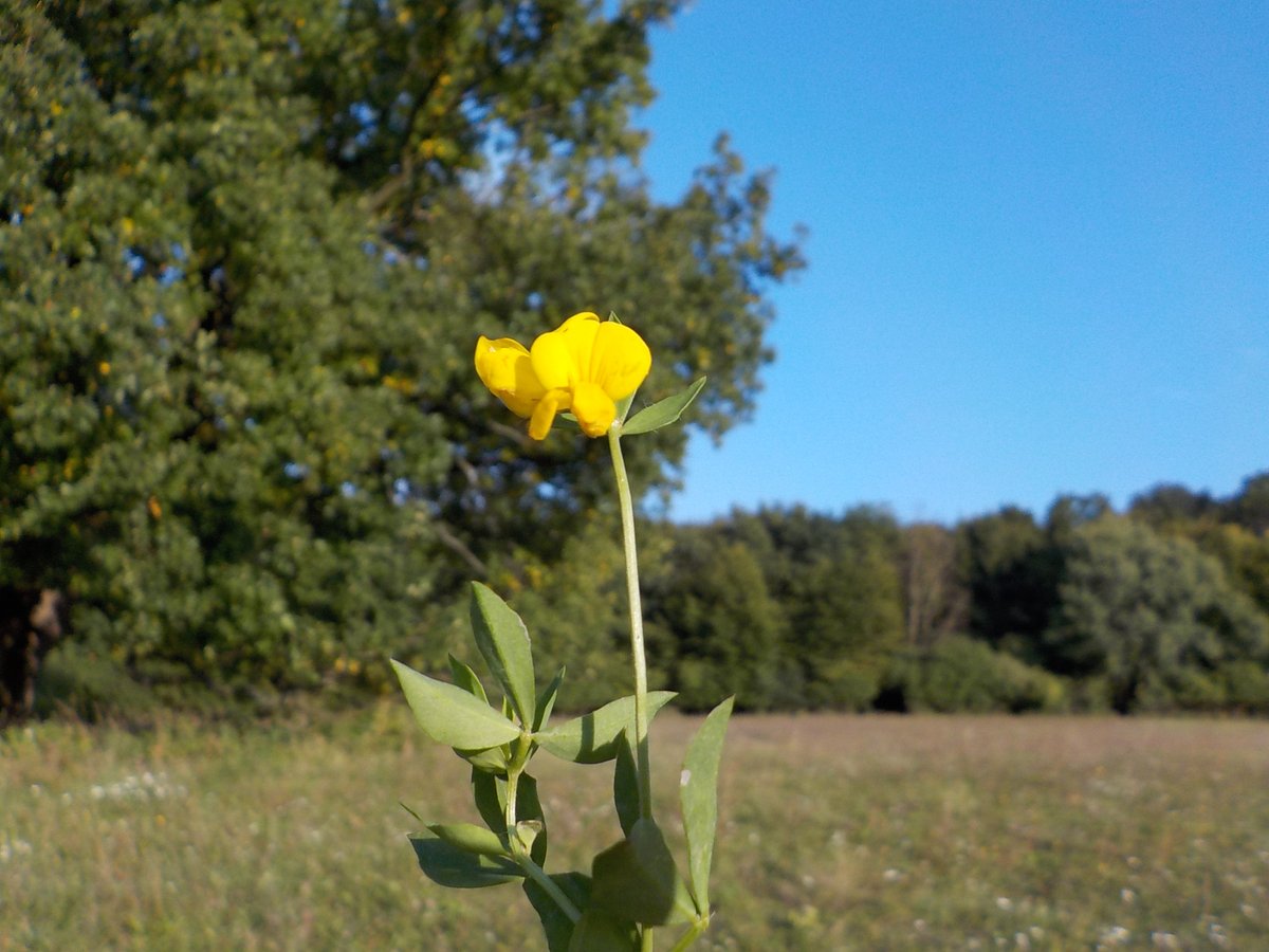 FarmaBlatnicka's tweet photo. Rozlučka s létem – podzimní výlet na rozkvetlou louku. #BíleKarpaty #jižníMorava
#chrpa parukářka
#štírovník růžkatý – oblíbená potrava (živná rostlina) pro housenky motýlů jako je modrásek, soumračník, vřetenuška, ostruháček a žluťásek.
#motýl okáč poháňkový
#čertkus luční https://t.co/ztWPq64F37