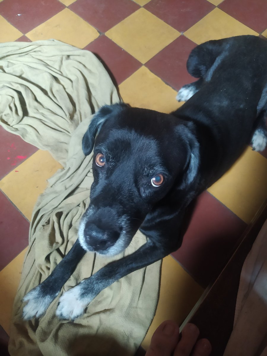 JulianSan26's tweet photo. Los que siempre me acompañan y se sientan al lado mío, no me dicen nada, pero su compañía es indescriptible. Gracias. https://t.co/m4tbIiEuL7