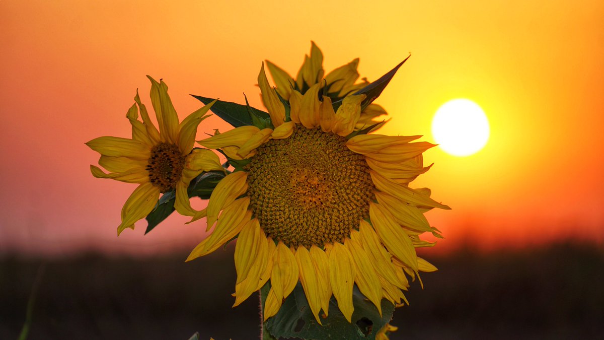 ilovezr's tweet image. Orlovat