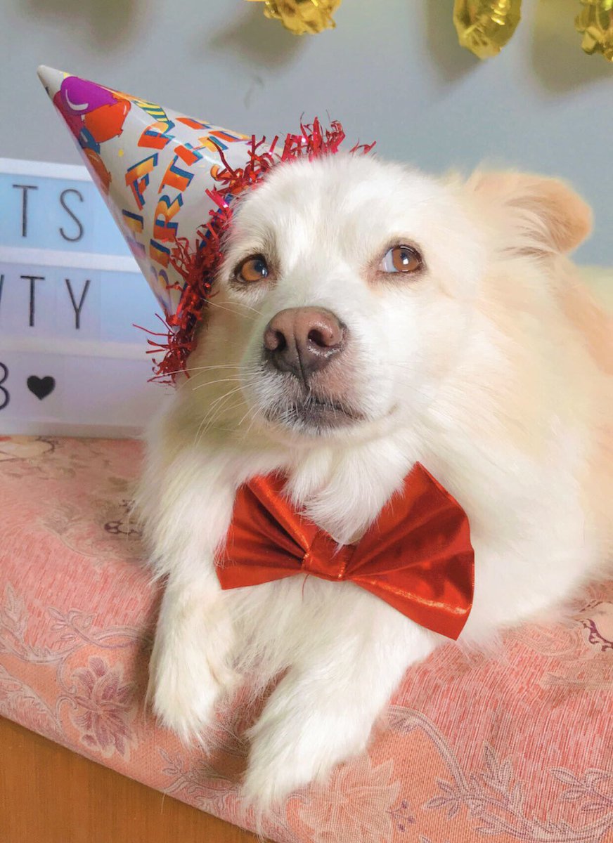 acpcsanji's tweet photo. It’s my dog’s 8th birthday today!!!🎂🎉 I love him with all my heart!! 🥺🤍 https://t.co/vB8Rn2OVof