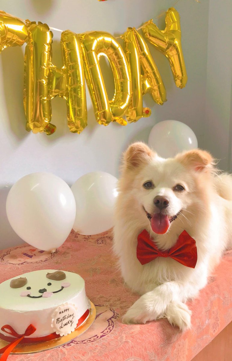 acpcsanji's tweet photo. It’s my dog’s 8th birthday today!!!🎂🎉 I love him with all my heart!! 🥺🤍 https://t.co/vB8Rn2OVof
