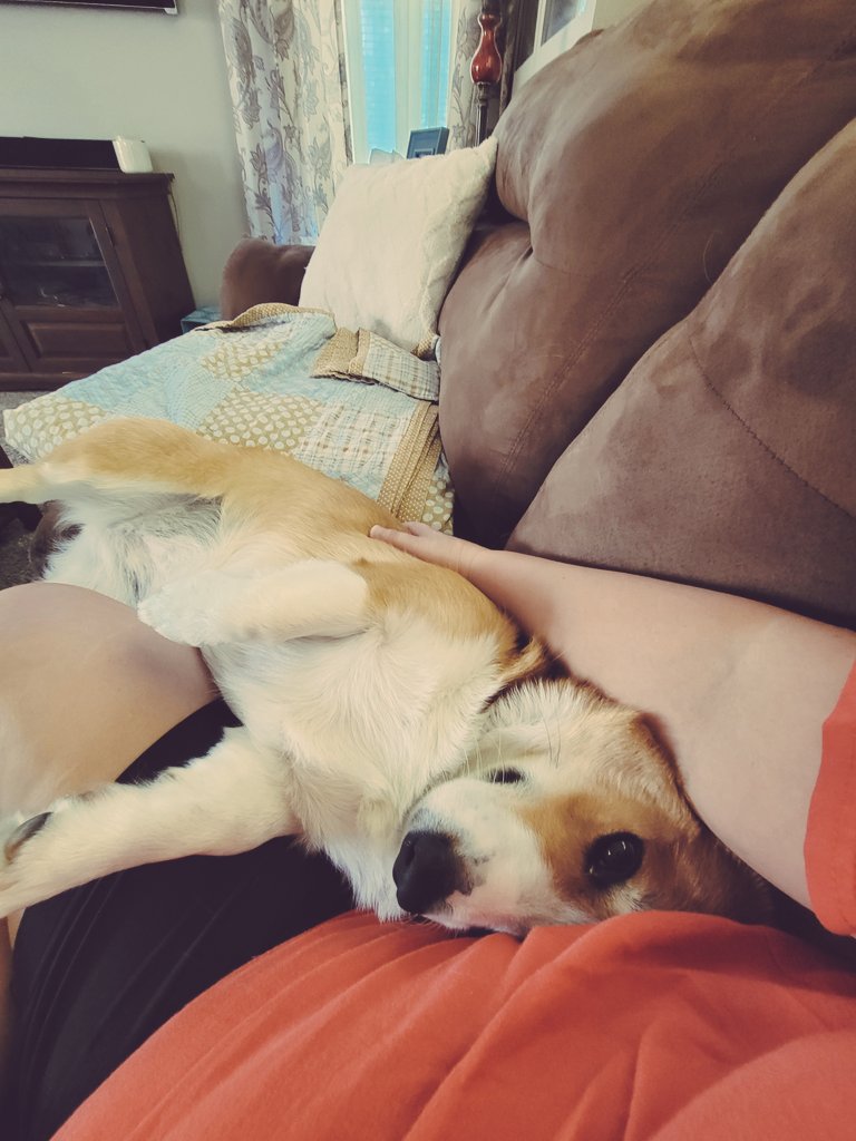 0xFynlee's tweet photo. Sunday snuggles with my momma! #CorgiCrew #bellyrubs https://t.co/1JFiFVZjE3