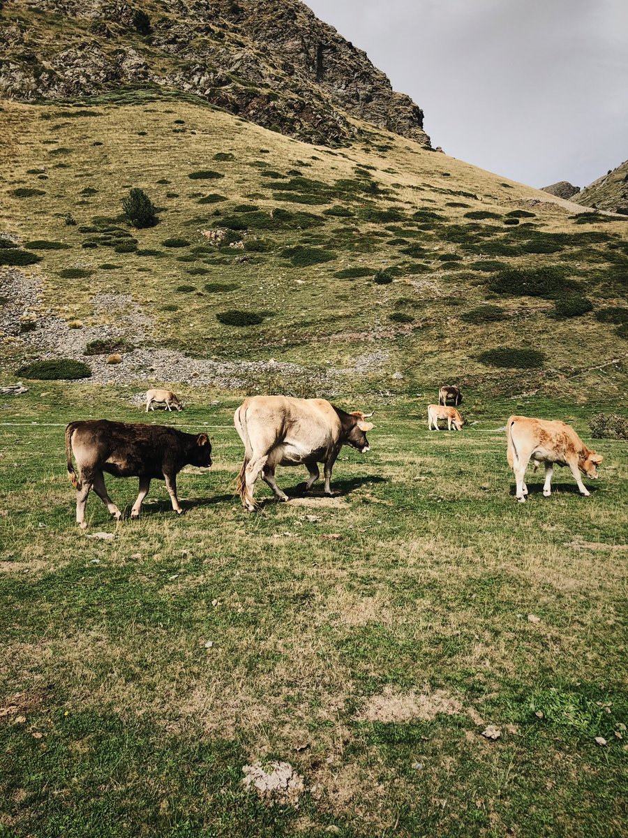SBMWizard's tweet photo. Felicidad:

• Nombre femenino
 • Estado de ánimo de la persona que se siente plenamente satisfecha por gozar de lo que desea o por disfrutar de algo bueno.

🐮🌲🍃🌧🚃🏕⛰ https://t.co/BNeESGZrxv
