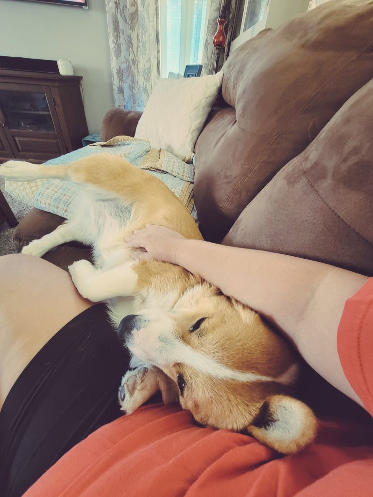 0xFynlee's tweet photo. Sunday snuggles with my momma! #CorgiCrew #bellyrubs https://t.co/1JFiFVZjE3