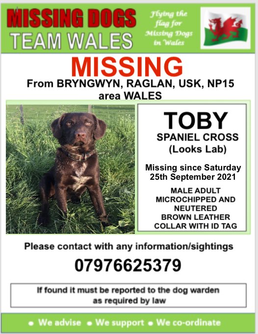 🔺TOBY MISSING FROM BRYNGWYN, RAGLAN, USK, NP15 area WALES 
Collie cross (looks Lab)
🔺Saturday 25th September 2021
‼️MICROCHIPPED AND NEUTERED‼️
Brown collar with ID Tag 
🔺REWARD OFFERED FOR ANY INFORMATION LEADING TO HIS SAFE RETURN #missingdogsteamwales