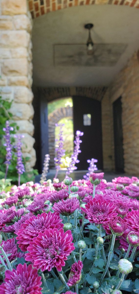 BeGardening's tweet photo. #pretty #garden #flowers #mums #pink #PlummerHouse https://t.co/ezklv4VV0S