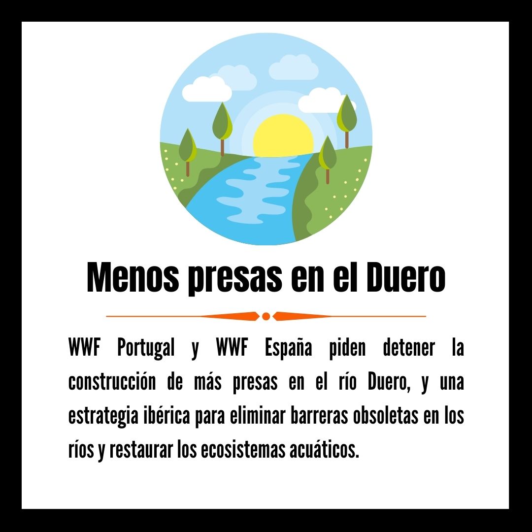 WWFAltoSil's tweet photo. 🌍WWF Portugal y WWF España instan también a los gobiernos de ambos países a ampliar la capacidad de producción de energías 100% renovables para hacer frente a los impactos del cambio climático.

#WWF https://t.co/j5evrjIOCG