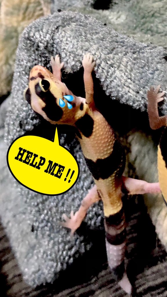 MWAM307's tweet photo. @dendronagoya @cagestudy @td9977i4k @DeuReptiles @repfeedjapan @ReptileKingdom4 @aririn_leopa ＃撮りレプ2021ニシアフ
初ハッチしたニシアフベビー❤️ https://t.co/HAWsyoekuY