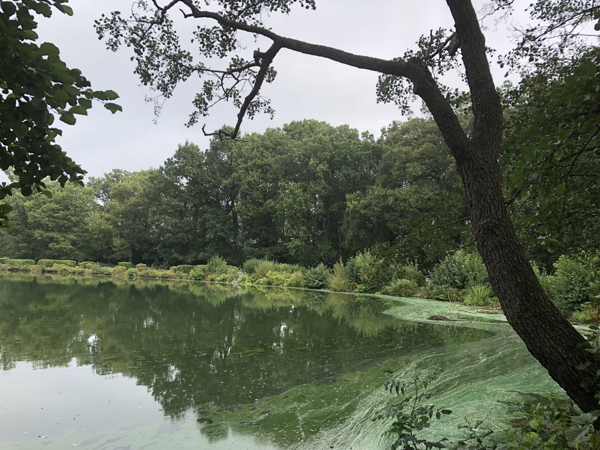 JonesAnnwen's tweet photo. Away from the fuel queues a lovely oasis of calm in #Grovelands with the Egyptian geese and mandarin ducks #lovenature 💚 https://t.co/IKGyL4Cljs